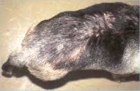 Dog With Flea Bite Dermatitis