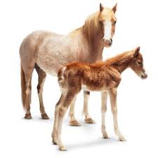 Horse with Foal