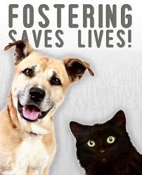 Fostering poster