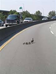 Ducks on the freeway