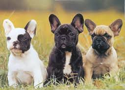 French Bulldogs