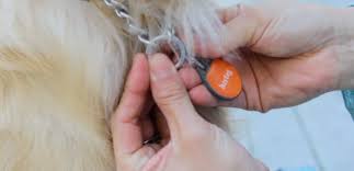 GPS Pet Tag