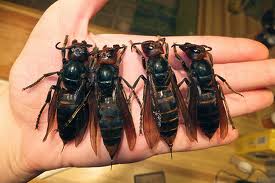 Giant Hornets