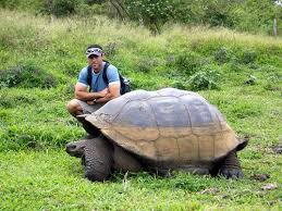 Giant Tortoise