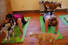 Yoga Class With Goats
