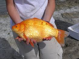 Pond Goldfish