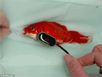 Goldfish Surgery