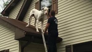 Great Dane on Roof