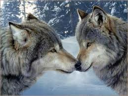 Grey Wolves