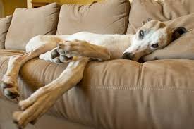 Greyhound on Couch