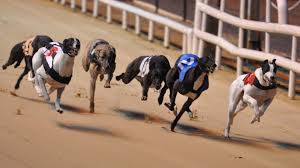 Greyhounds on Racetrack 