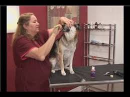 Groomer Brushing Dog's Teeth