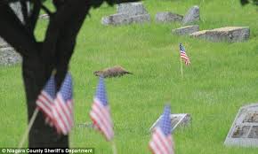 Groundhog in Cemetery