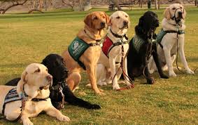 Guide Dogs