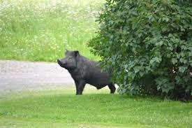 Black Guinea Hog