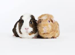 Guinea Pigs