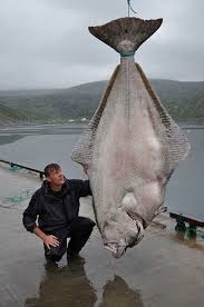 513-pound Halibut