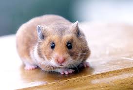 Hamster