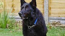 German Shepherd Berry from Harry Potter movies