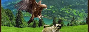 Hawk Chasing Dog