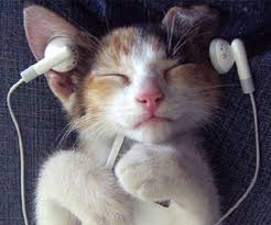 Cat Wearing Ear Buds
