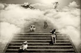 Pets In Heaven