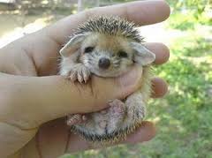 Hedgehog