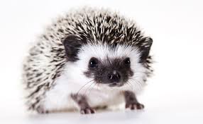 Hedgehog