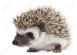 Hedgehog