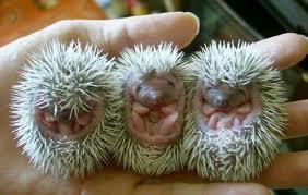 Three Hedgehogs in a hand