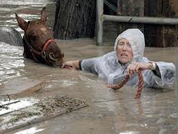 Person and horse swimming in flood