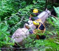 Horse trapped in ravine