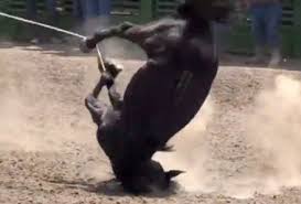 Horse falling after rope over legs