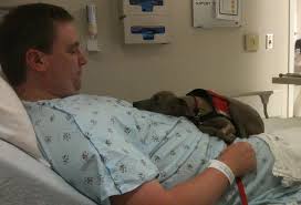 Dog on hospital bed with person