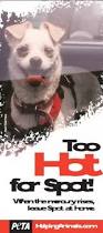 Too Hot For Spot Poster