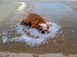 Dog in ice