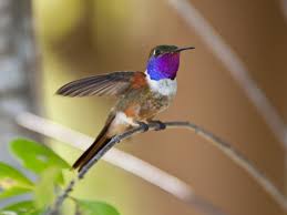 Inaguan Woodstar Hummingbird