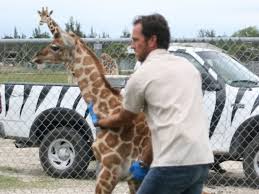 Jeremy Brandt with giraffe