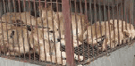 Jindo dogs in cage