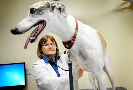 Dr. Julie Levy examining Zipper who uses Zeuterin