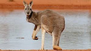 Kangaroo