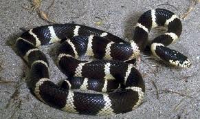 King Snake