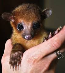 Kinkajou