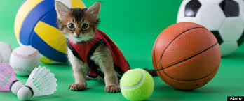 Kitten Bowl 2014