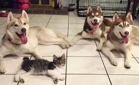 Kitten and Huskies