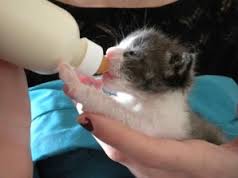 Kitten Being Bottled Fed