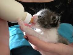 Kitten Being Bottled Fed
