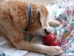 Dog chewing on Kong