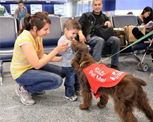 Pups being petted at LAX