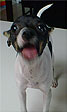 Ladybug the Animal Radio� Studio Stunt Dog